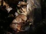 Gymnopus nivalis image