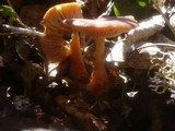 Gymnopus nivalis image