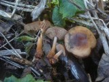 Gymnopus nivalis image
