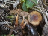 Gymnopus nivalis image