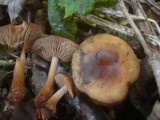 Gymnopus nivalis image