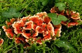 Hydnellum auratile image