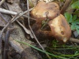 Gymnopus nivalis image