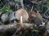 Gymnopus nivalis image