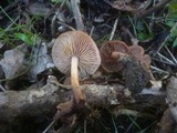Gymnopus nivalis image