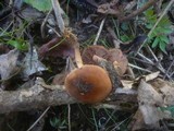Gymnopus nivalis image