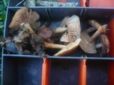 Gymnopus nivalis image