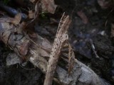 Dothidea sambuci image