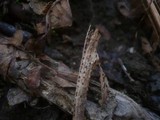 Dothidea sambuci image