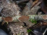 Pseudochaete tabacina image