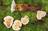 Hydnellum aurantiacum image