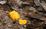 Discinella terrestris image