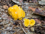 Discinella terrestris image