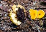 Discinella terrestris image