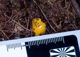Discinella terrestris image
