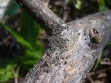 Rosellinia helvetica image
