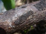 Rosellinia helvetica image