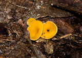 Discinella terrestris image