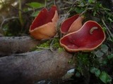 Sarcoscypha austriaca image