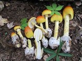 Amanita arkansana image