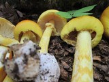 Amanita arkansana image