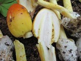 Amanita arkansana image