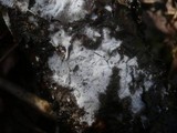 Sistotrema brinkmannii image