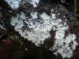 Sistotrema brinkmannii image