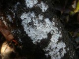 Sistotrema brinkmannii image