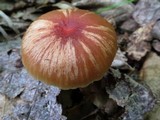 Hygrocybe laeta var. laeta image