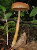 Hygrocybe laeta var. laeta image