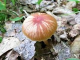 Hygrocybe laeta var. laeta image