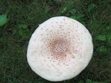Amanita multisquamosa image