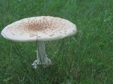 Amanita multisquamosa image