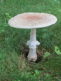 Amanita multisquamosa image