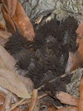 Stemonitis fusca image