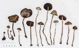 Panaeolus cinctulus image