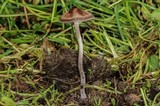 Panaeolus cinctulus image