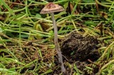 Panaeolus cinctulus image