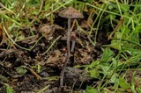Panaeolus cinctulus image
