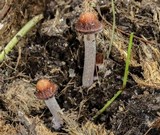 Panaeolus cinctulus image