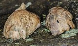 Panaeolus cinctulus image