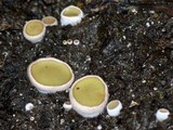 Ascobolus scatigenus image