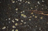 Ascobolus scatigenus image