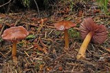 Mycena rutilantiformis image