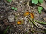 Caloscypha fulgens image