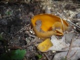 Caloscypha fulgens image