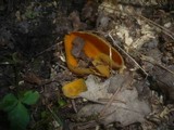 Caloscypha fulgens image