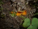 Caloscypha fulgens image