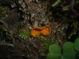 Caloscypha fulgens image